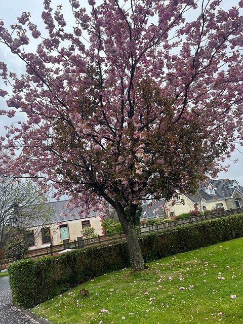 Sakura